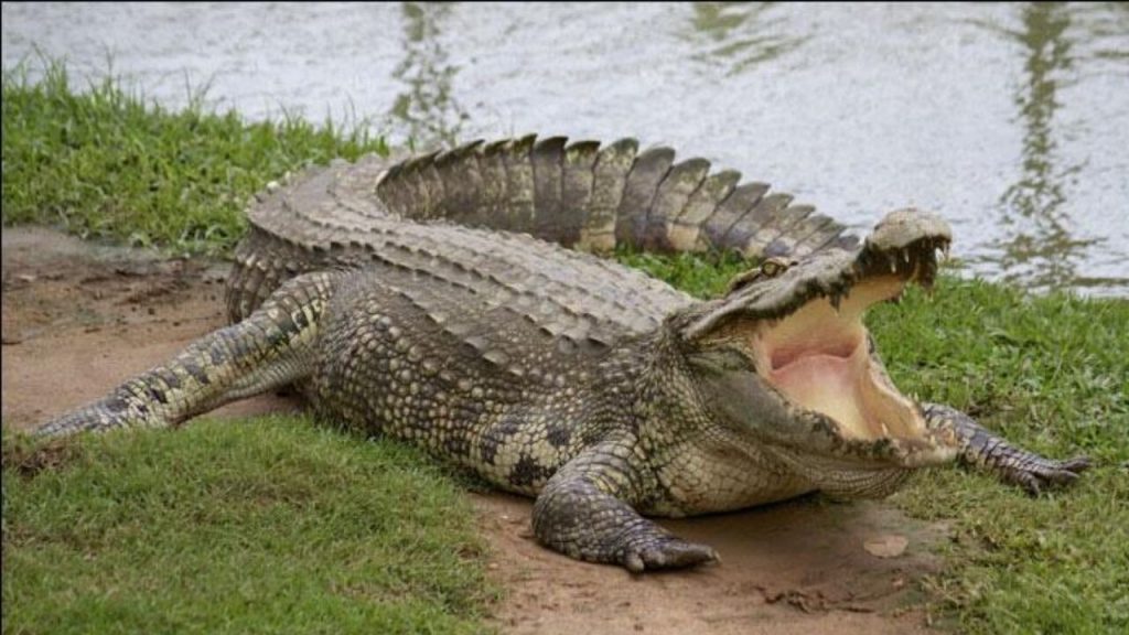 Crocodile Demo