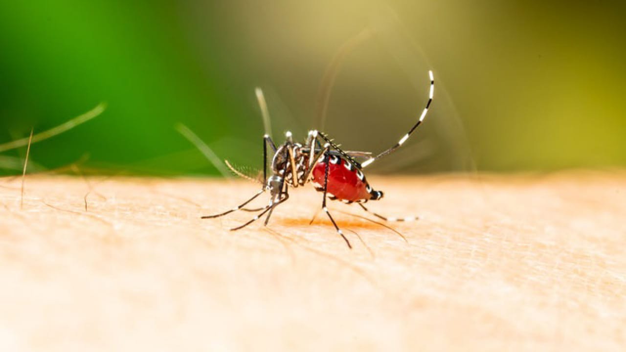 Dengue: వర్షాకాలంలో డెంగ్యూ ఫీవర్ ముప్పు.. ఈ జాగ్రత్తలు తప్పనిసరి!