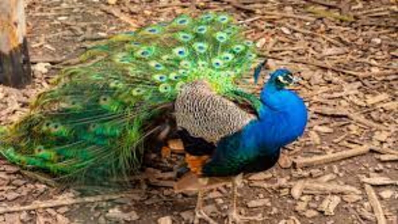 Peacocks:  నెమళ్లను పెంచుతున్నాడని జైల్లో పెట్టారు….ఎందుకో తెలుసా..?