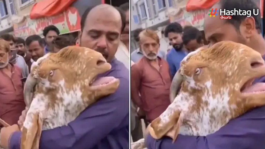 Goat Cries