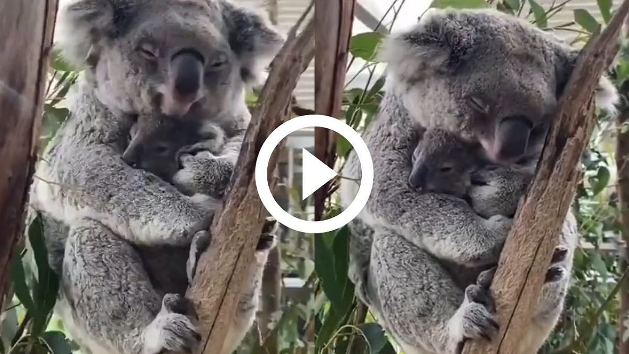 Koala: నిద్రపోతున్న ఈ కోలా చేసిన పని చూస్తే ఫిదా అవ్వాల్సిందే.. వైరల్ వీడియో!