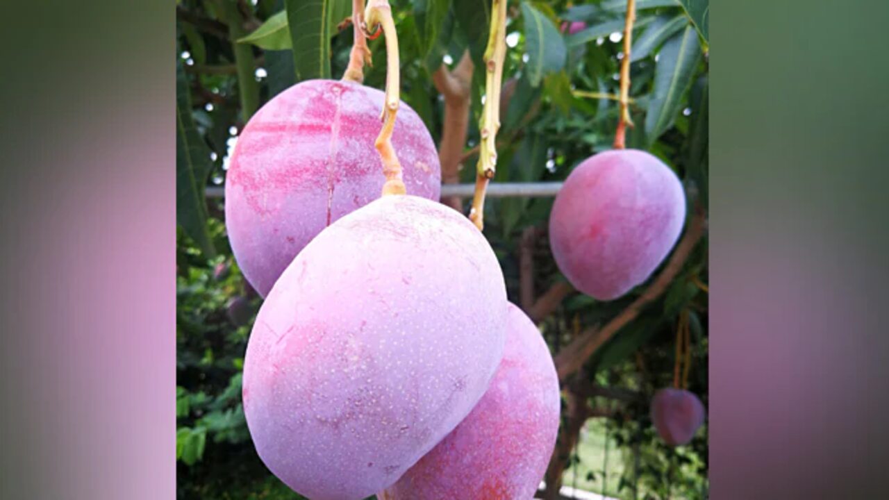 Costliest Mango:ప్రపంచంలో అత్యంత ఖరీదైన మామిడి పండ్లు ఇవే..!