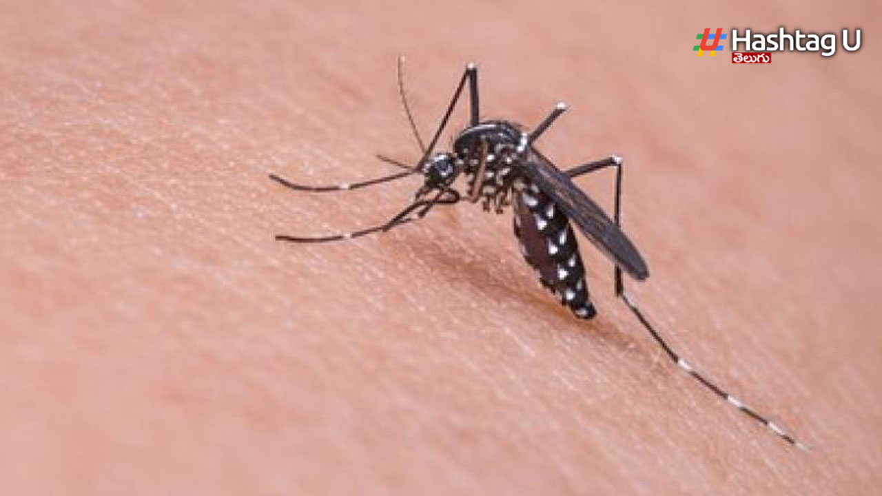 Zika virus :తెలంగాణను వ‌ణికిస్తోన్న `జికా వైర‌స్ `