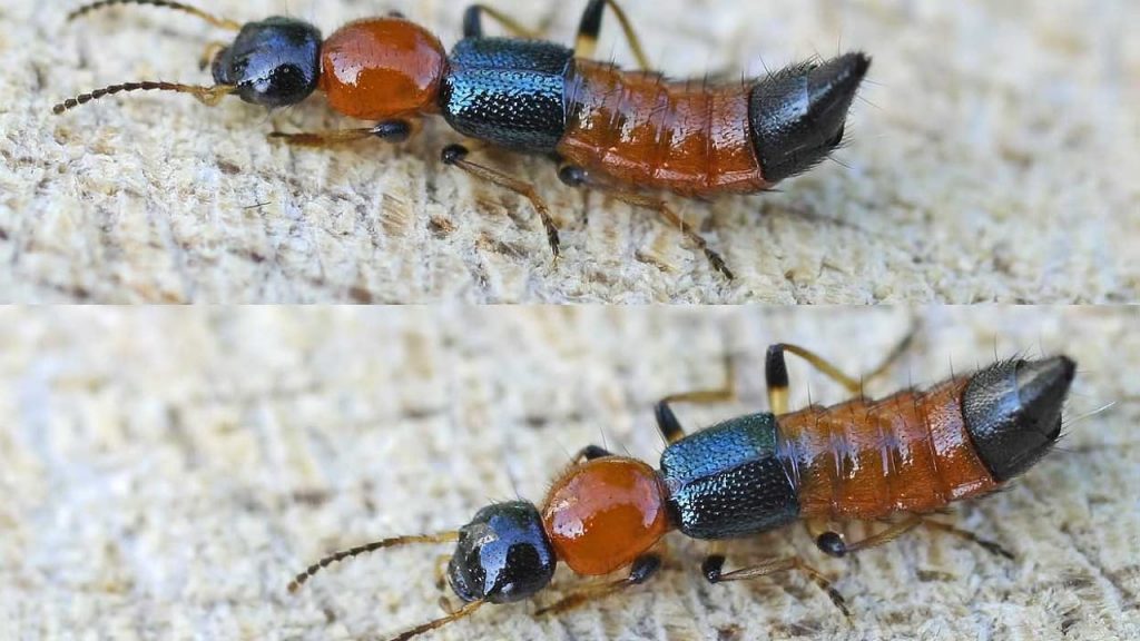 Nairobi Fly