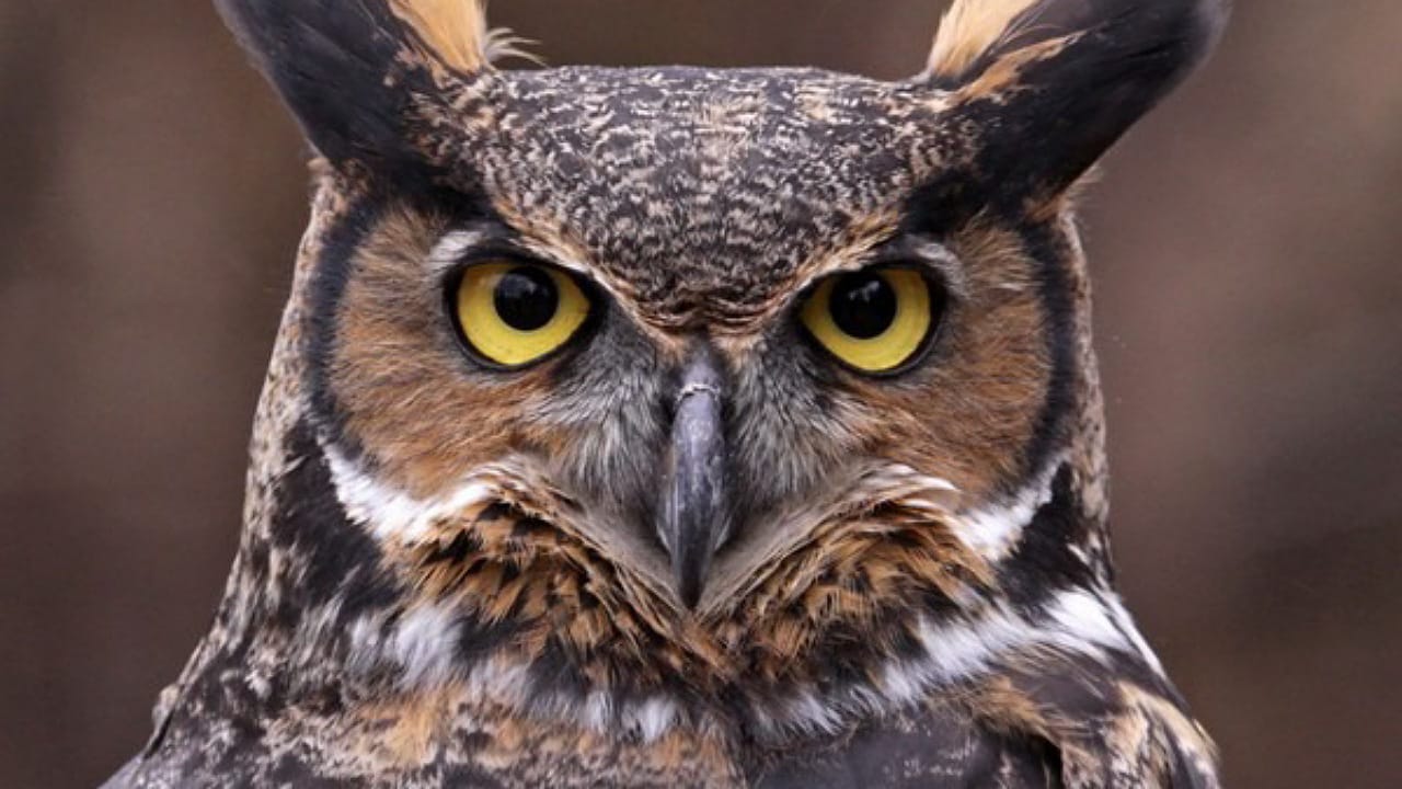 Owls: గుడ్లగూబ ఫోటో రోజు చూస్తే కలిగే లాభాలు ఏంటో తెలుసా?