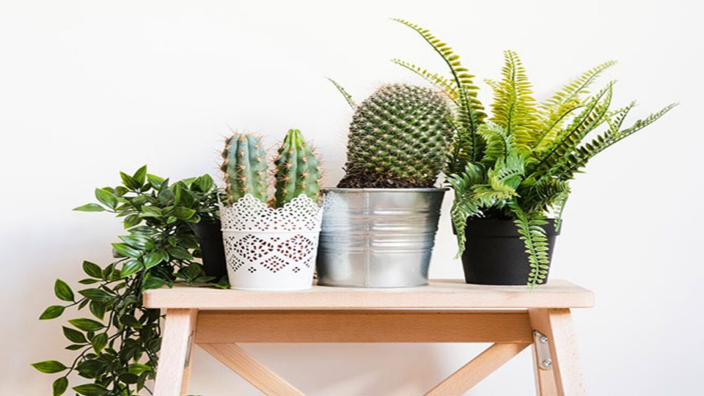 Plants