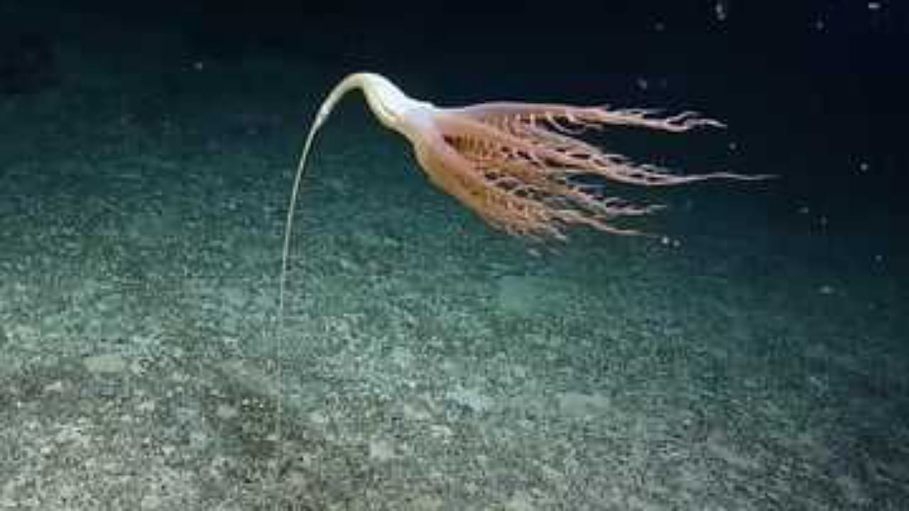Sea Creature: సముద్రంలో విచిత్రమైన జీవి.. టైటానిక్‌ను కనుకున్న నౌకే దీన్ని కూడా?