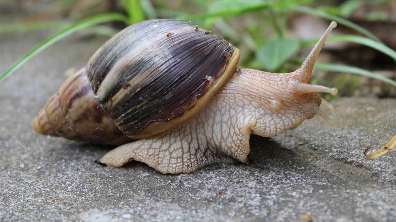 Big Size Snails: ఫ్లోరిడా ప్రజలను వణికిస్తున్న నత్తలు.. దెబ్బకు లాక్ డౌన్?
