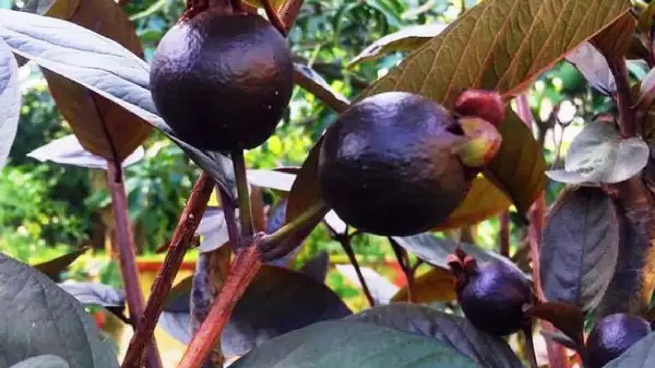 Guava Benefits: వల్ల కలిగే అద్భుతమైన ప్రయోజనాలు ఇవే..?