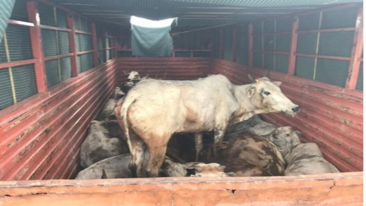 14 Cows Killed: దారుణం.. ప్రైవేట్ బస్సు ఢీ, 14 ఆవులు మృతి