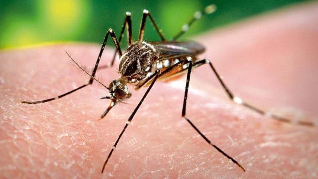 Dengue: పిల్లల్లో డెంగ్యూ జ్వరం లక్షణాలు ఇవే..!