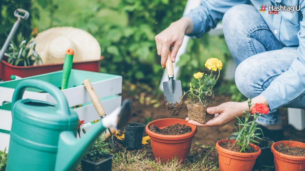 Gardening And Health