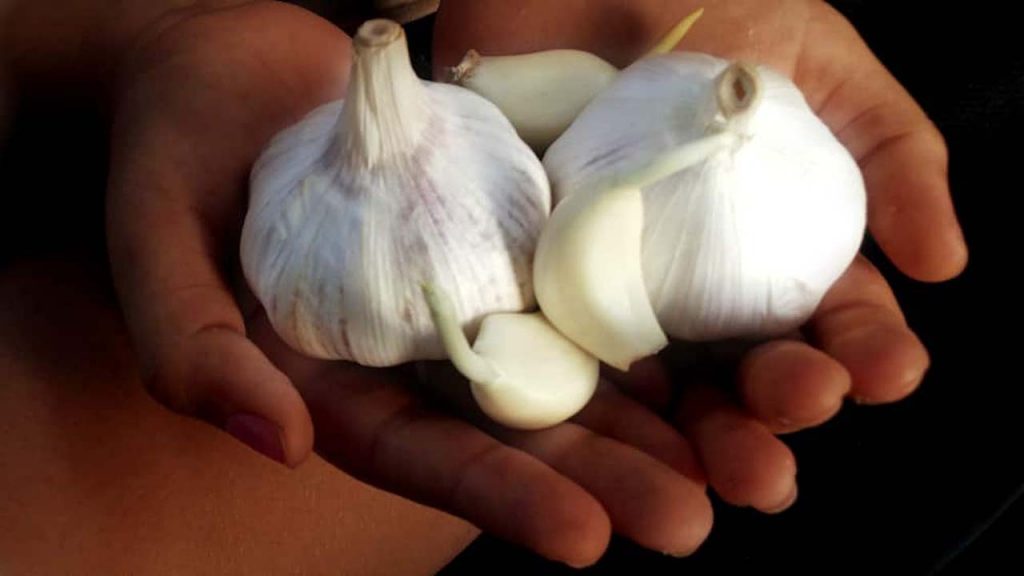 Garlic Benefits