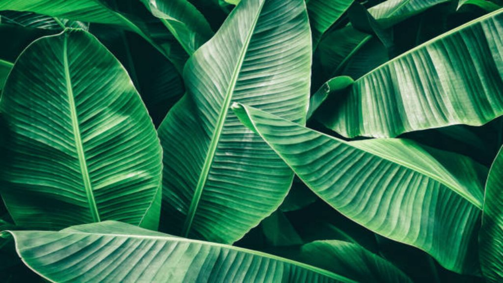 Tropical Palm Leaves Texture Background, Dark Green Toned