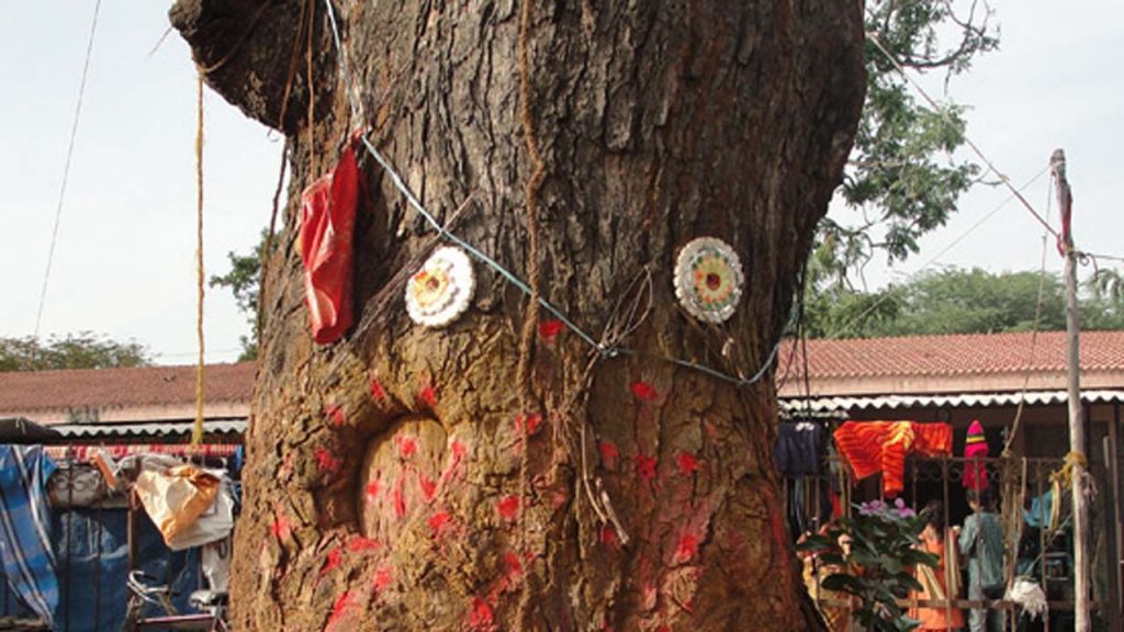 Devotional Trees