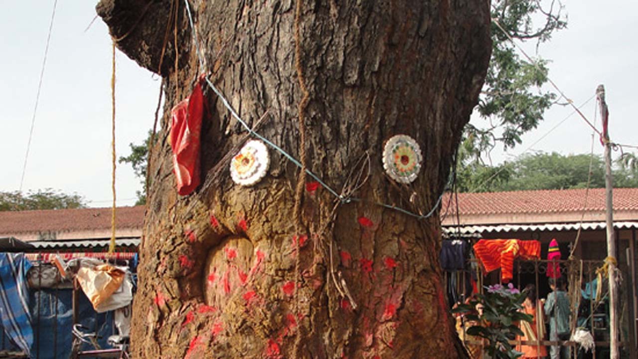 Devotional Tree: భారత్ లో ఆధ్యాత్మిక శక్తి ఉన్న చెట్లు ఏవో తెలుసా? పూర్తి వివరాలు ఇవే!