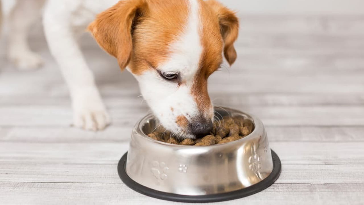 Dog Food: మనుషులు తినే ఆహారం కుక్కలకు పెట్టొచ్చా.. వాటికి మంచిదేనా?