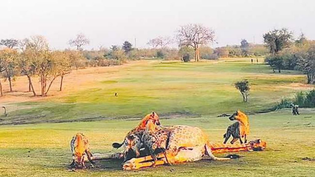 Golf