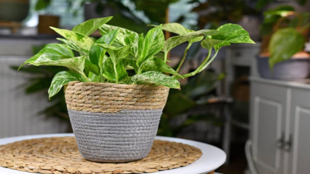 Money Plant Direction