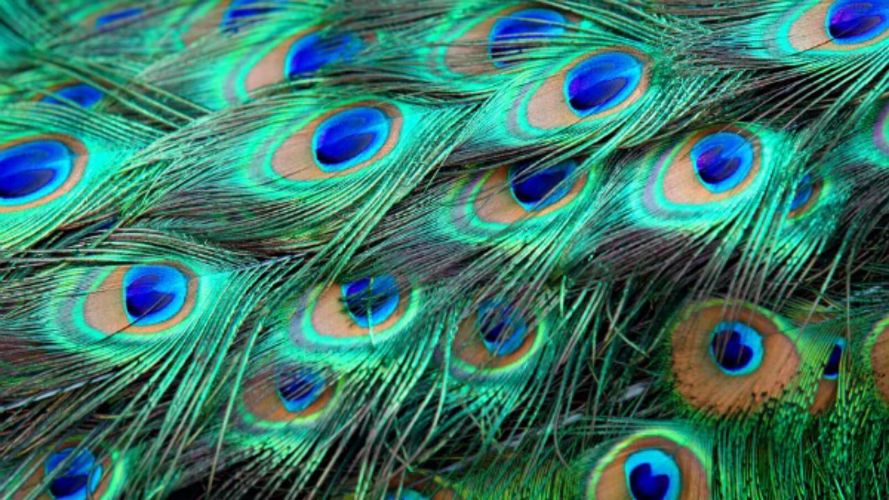 Peacock Feathers: పడకి గదిలో నెమలి ఈకలను ఉంచితే ఏం జరుగుతుందో తెలుసా..?
