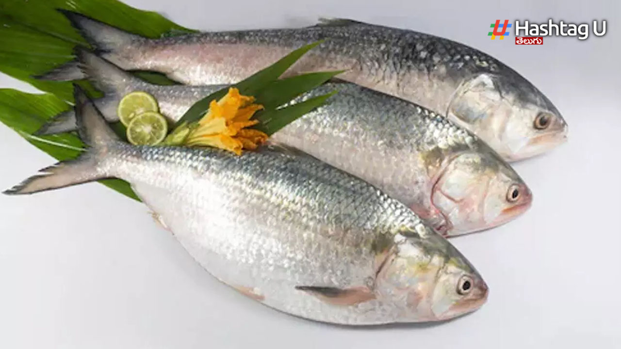 Pulasa Fish : `పుల‌స`ఖ‌రీదు రూ. 19వేలు,  చేప రికార్డ్ ధ‌ర‌