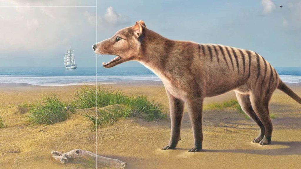 Tasmanian Tiger