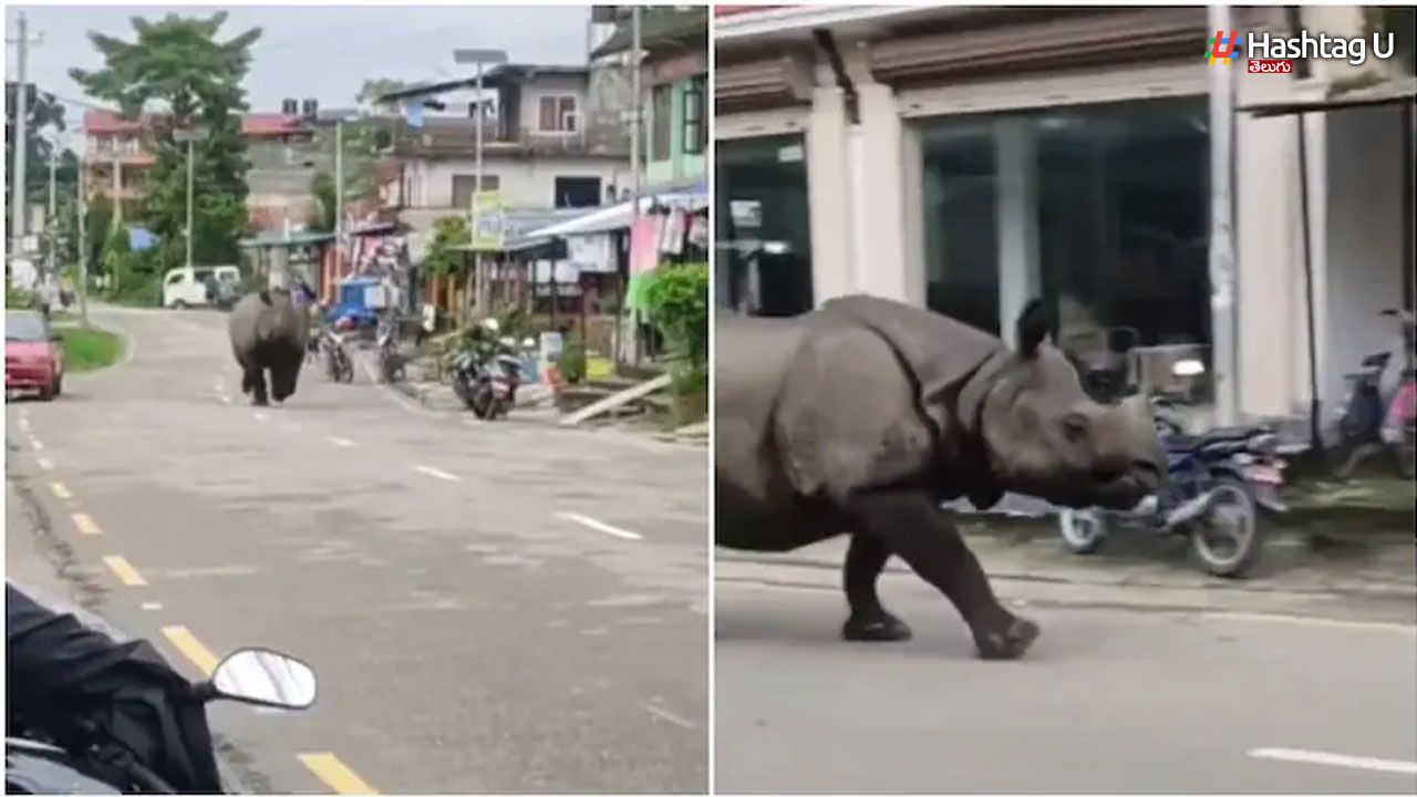 Rhino Video Viral: గ్రామంలో ఖడ్గమృగం హల్ చల్.. చక్కర్లు కొడుతున్న వీడియో!