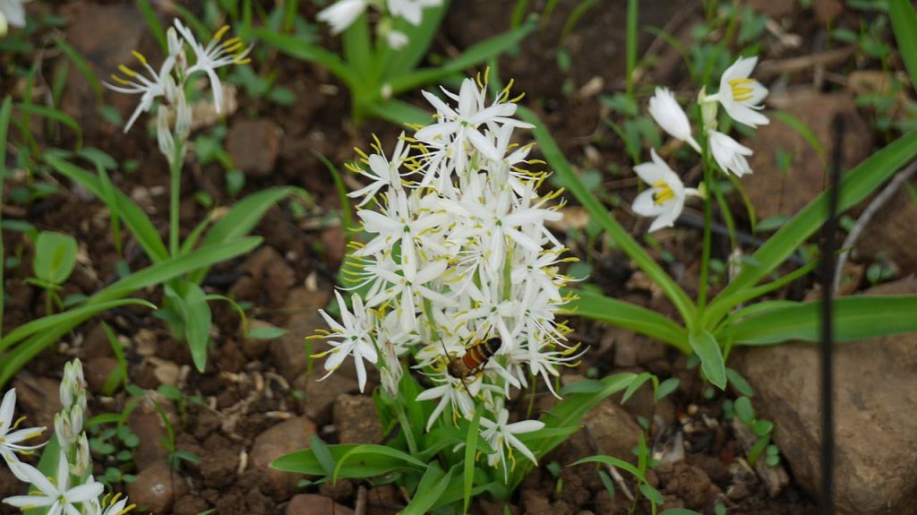 White Musli