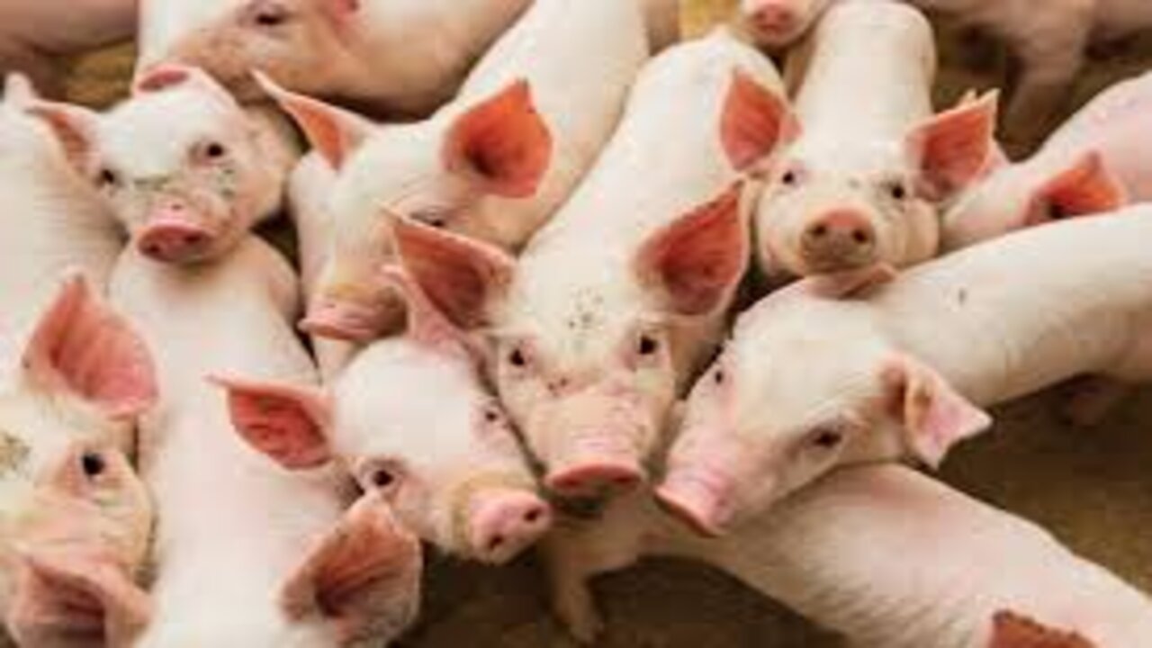 Swine Fever Case : వణికిస్తోన్న స్వైన్ ఫీవర్…7వేలకు పైగా పందులు బలి..!!
