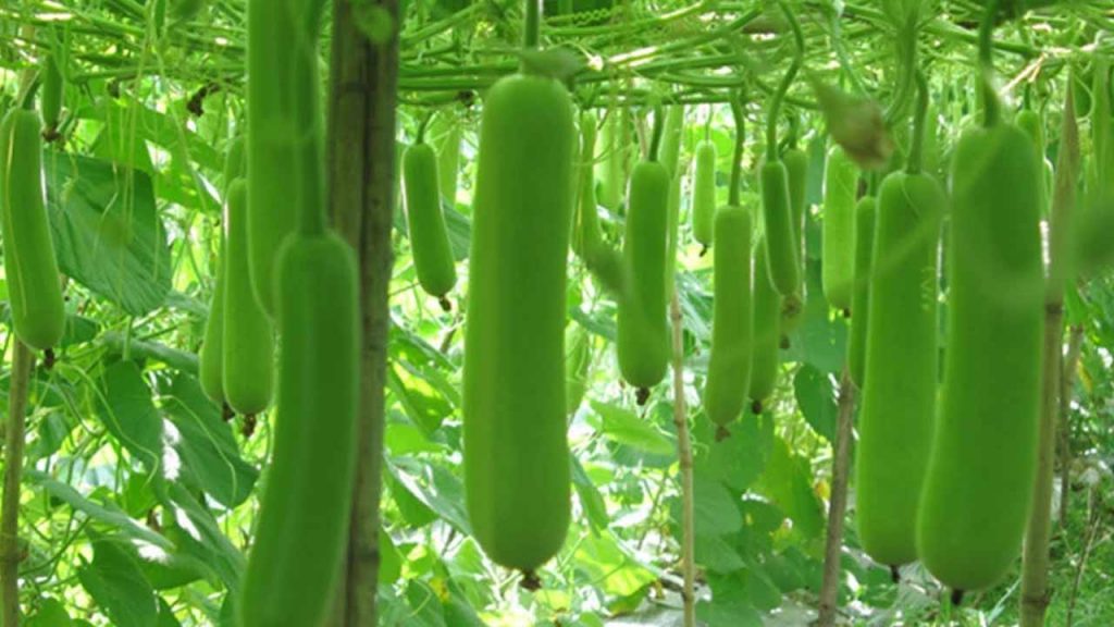 Bottle Gourd