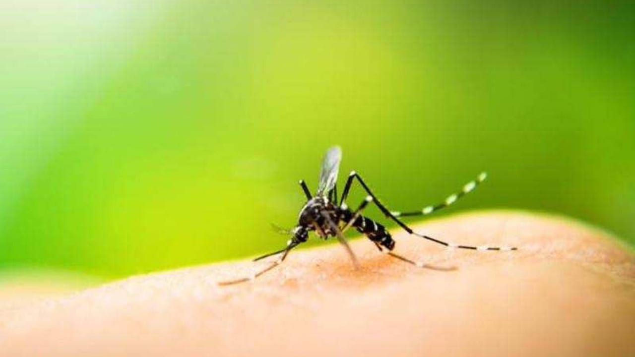 Monsoon Malaria: టీ పొడిని గిన్నెలో వేసి కాల్చితే ఇంట్లో ఉన్న దోమలన్నీ పారిపోతాయా?