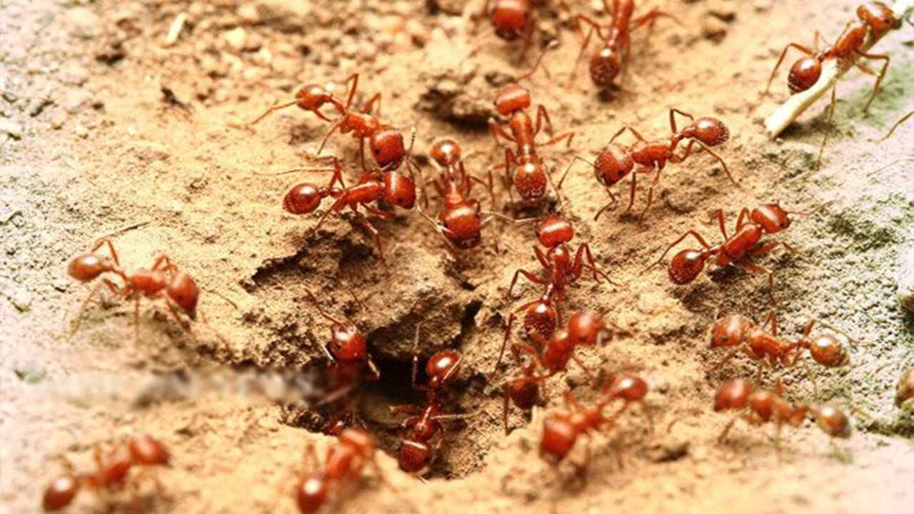 Red Ants : ఒడిశా వాసులపై దండ యాత్ర చేస్తున్న ఎర్ర చీమలు