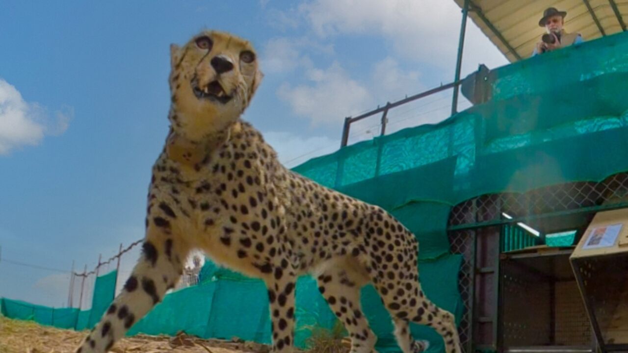 Modi Cheetah : మోడీ వ‌దిలిన చీతాల‌కు ఏనుగుల‌తో భ‌ద్ర‌త‌