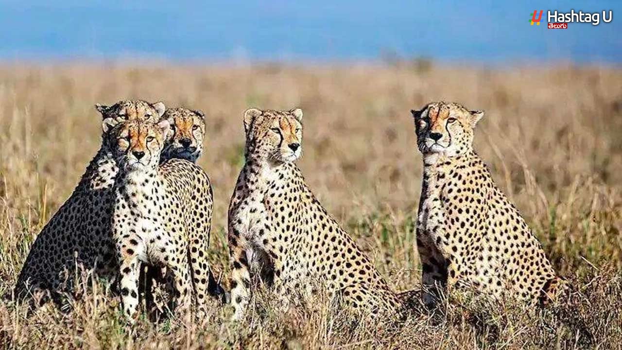 Cheetahs:ఇండియాకు 25 ఆఫ్రికా చిరుతలు వస్తున్నాయ్