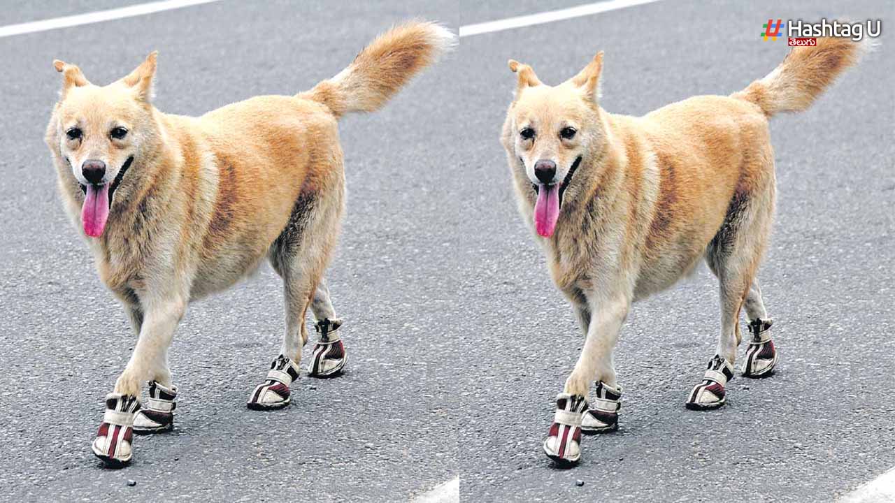 Dog shoes: కుక్కకు బూట్లు.. వావ్ అంటున్న నెటిజన్స్!