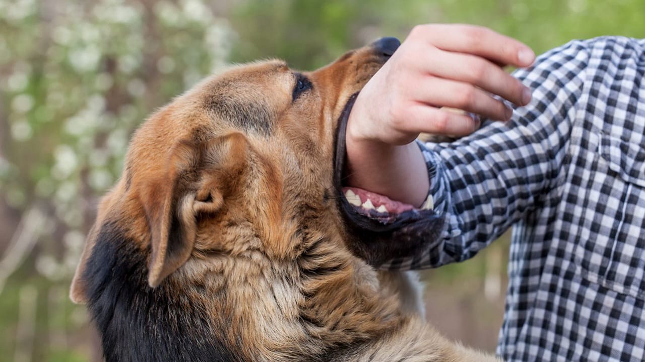 Dog Bite: 25 మందిని కరిచిన కుక్క, ముగ్గురి పరిస్థితి విషమం