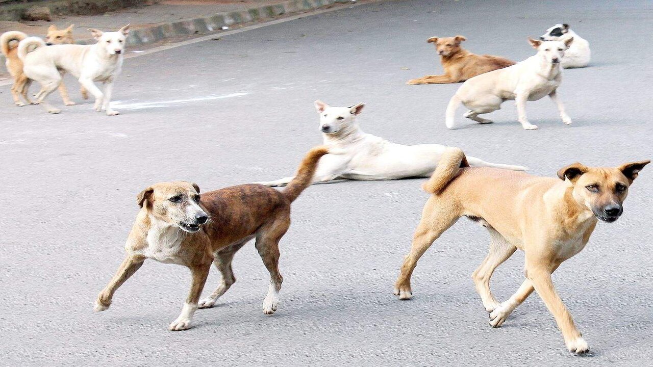 Street Dog Attack : గుజరాత్‌లో వీధికుక్క‌ల స్వైర విహారం.. ఏడేళ్ల బాలుడిపై దాడి