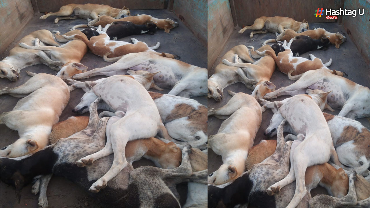 350 Dogs Killed: కరీంనగర్ జిల్లాలో దారుణం.. 350 కుక్కలను చంపిన పంచాయతీ సిబ్బంది