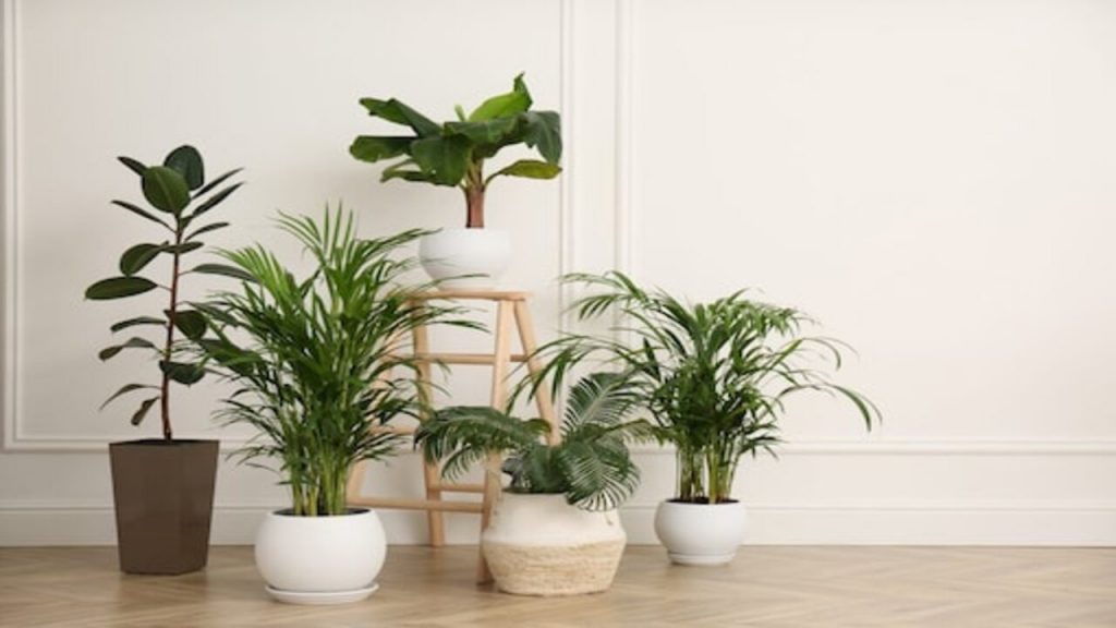 Indoor Plants Imresizer
