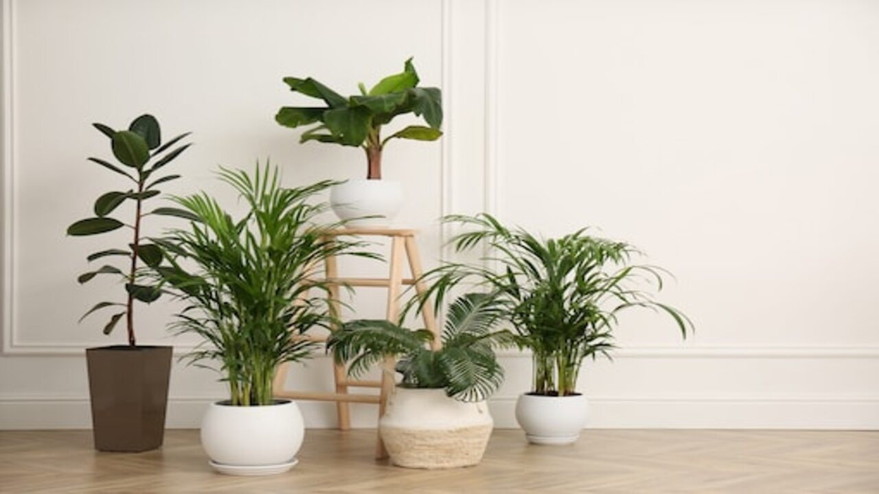 5 Indoor Plants for Happiness: ఈ 5 మొక్కలను ఇంట్లో పెంచితే ఎనర్జీ, హ్యాపీనెస్..ఏ దిక్కులో పెట్టాలంటే..!!