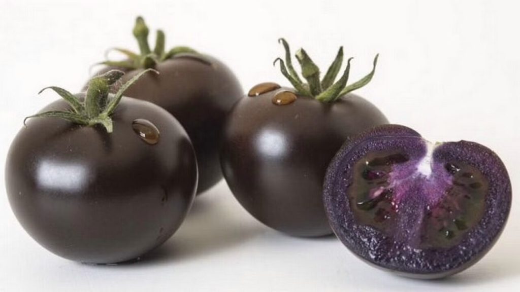 Purple Tomato