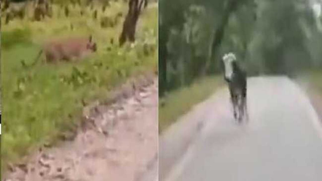 Viral Video: పులిని పరుగులు పెట్టించిన ఎద్దు.. ఆ వీడియో చూస్తే వావ్ అనాల్సిందే!