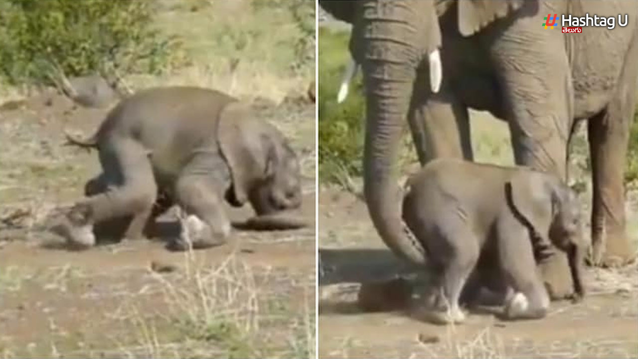 Mother Elephant Video: పిల్ల ఏనుగుకు సాయపడిన తల్లి ఏనుగు.. నెట్టింట్లో చక్కర్లు కొడుతున్న వీడియో!