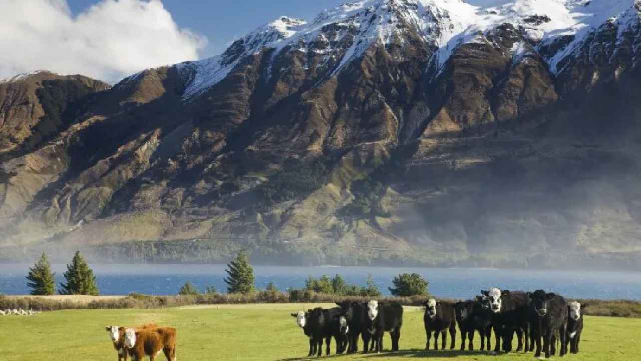 New Zealand: న్యూజిలాండ్ ప్ర‌భుత్వం కీల‌క నిర్ణ‌యం.. వాటిపై కూడా ట్యాక్స్‌..?