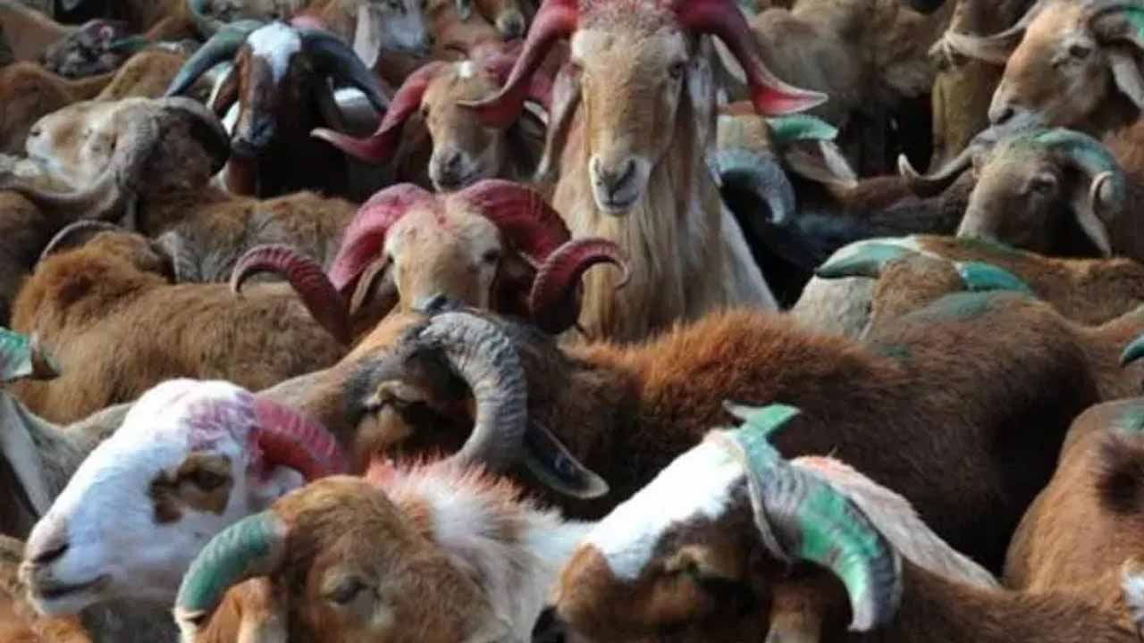 20 Sheeps Killed: గద్వాల్ లో రెచ్చిపోయిన వీధికుక్కలు.. 20 గొర్రెలు మృతి!