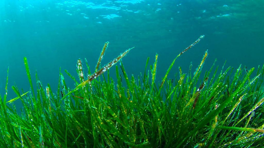Spirulina
