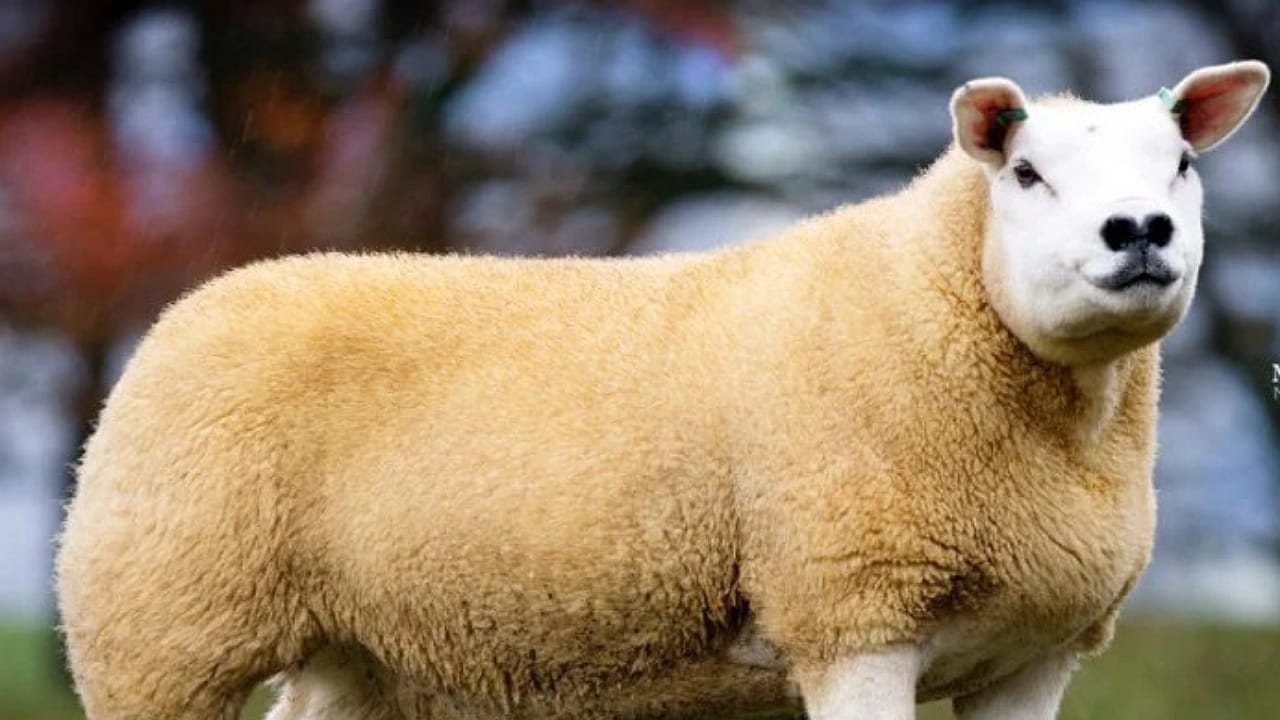 Expensive Sheep: ఈ గొర్రె ధర రూ.2 కోట్లు..దాని ప్రత్యేకత ఏమిటో తెలుసా?