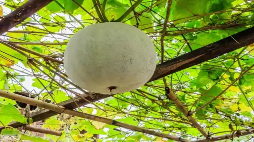 Ash Gourd