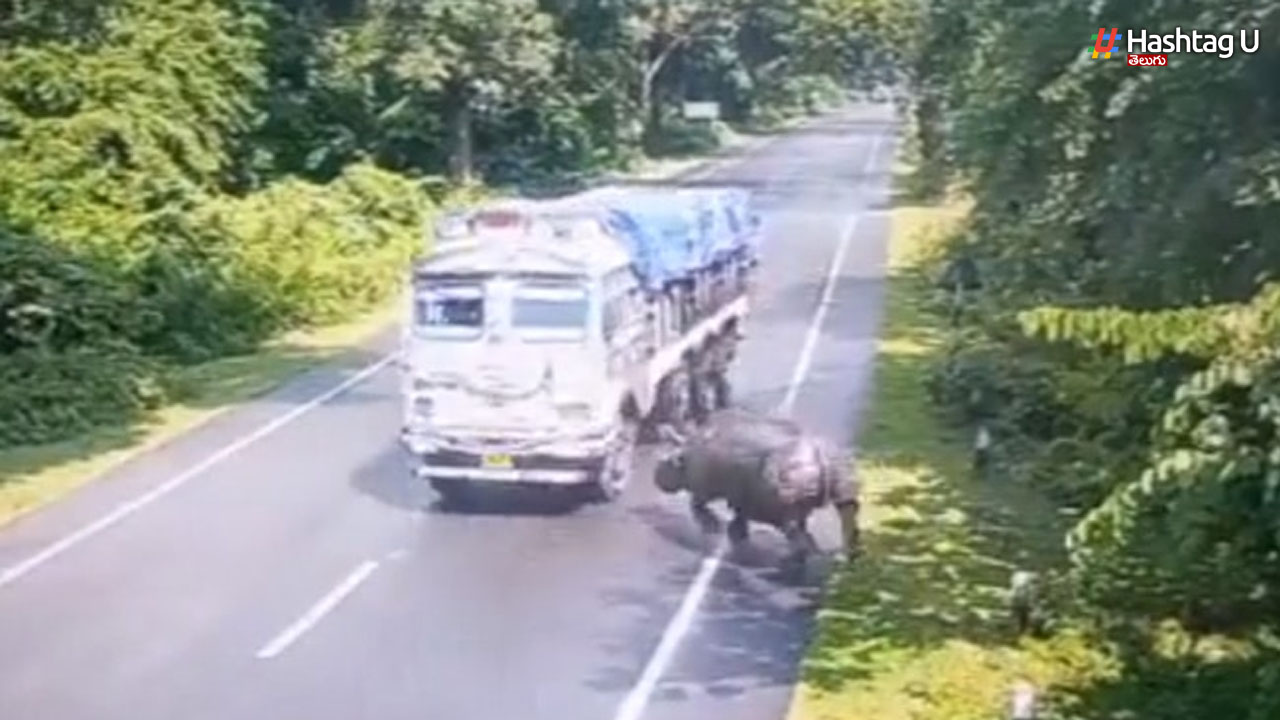 Rhino Hit Truck: ట్రక్కును ఢీకొన్న ఖడ్గమృగం.. సీఎం ట్వీట్ వైరల్!