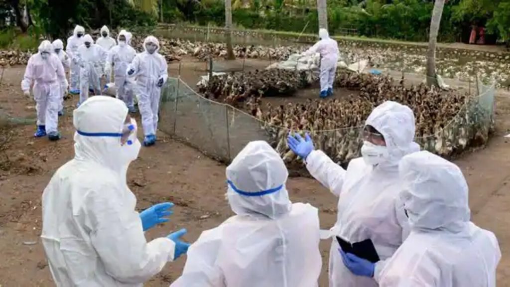 Avian Flu